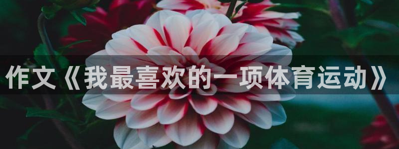 风速体育直播：作文《我最喜欢的一项体育运动》